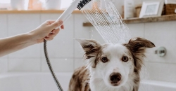Решение проблемы с мытьём собак с помощью 3D-печати