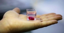 Исследователи разработали и напечатали на 3D-принтере первое в мире человеческое сердце, которое действительно работает!