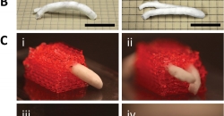 Исследователи  из TECHNIONа печатают в 3D сети  сосудов для кровеснабжения имплантированной ткани